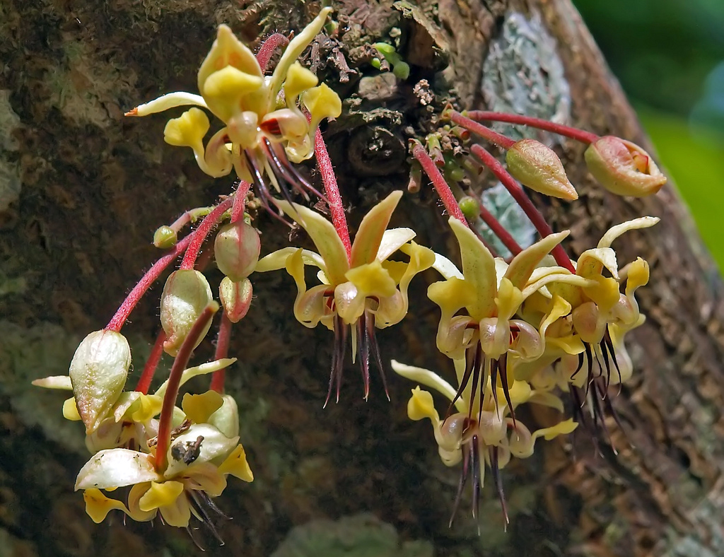 Die Blüten des Kakaobaumes